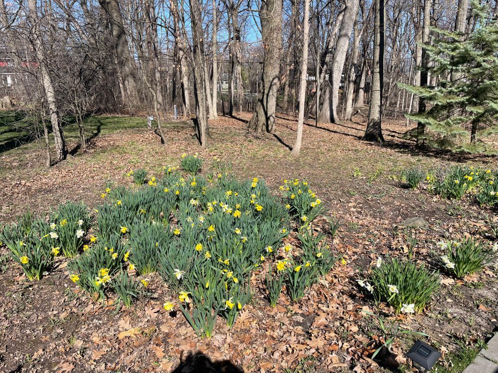 A bunch of flowers are growing in the middle of a forest