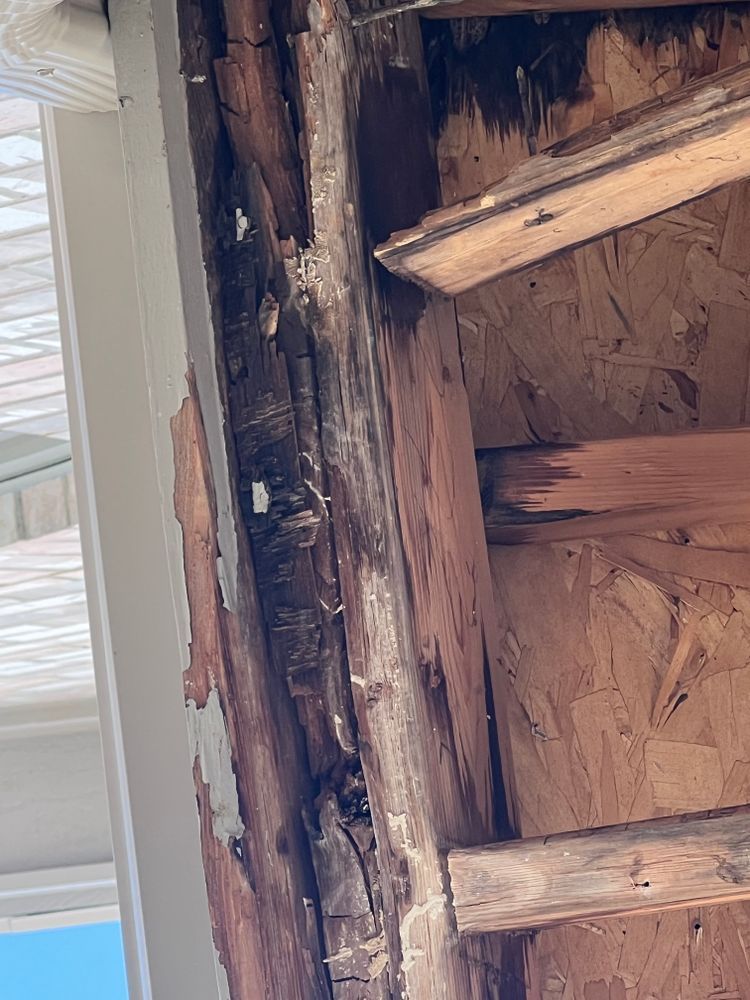 A close up of a piece of wood that has been damaged by termites