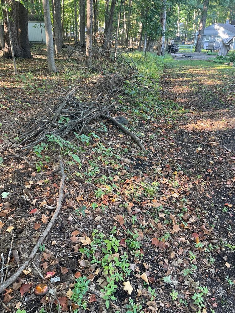 There is a lot of leaves on the ground in the woods