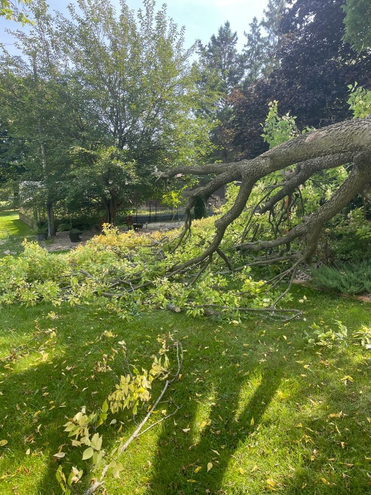 A large tree branch is laying on the ground in a yard