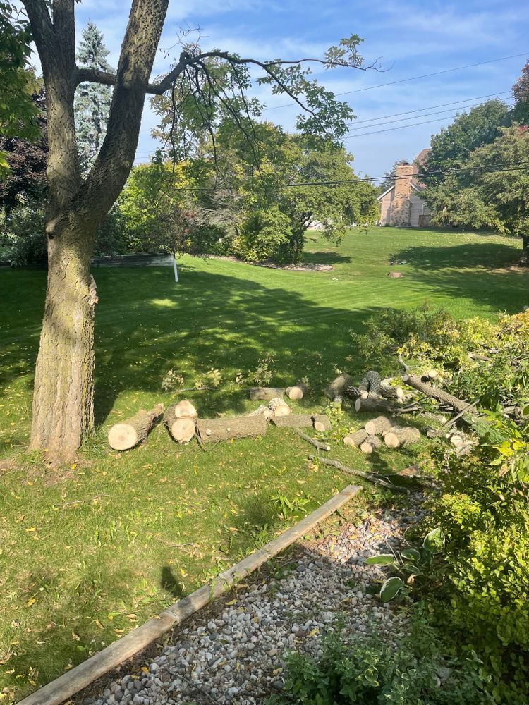 A bunch of logs are laying on the grass in a yard