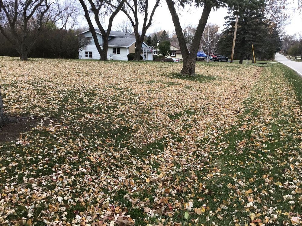 A field covered in leaves with a house in the background