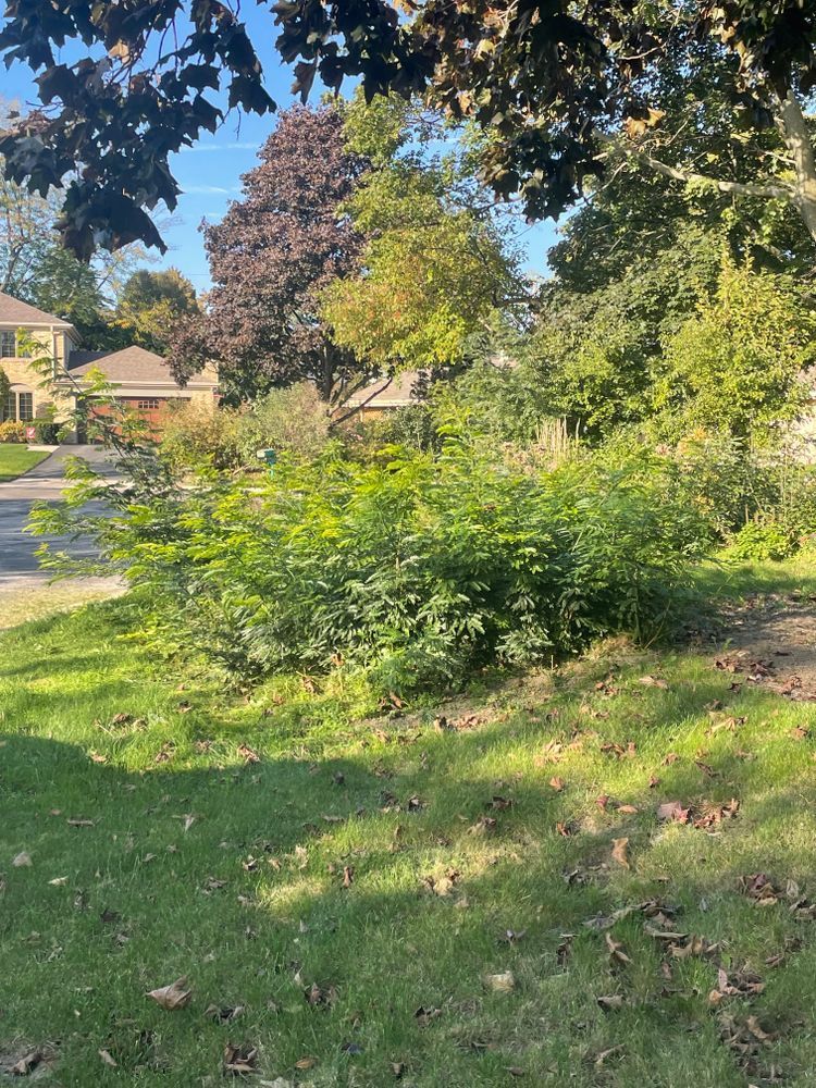 A lush green yard with trees and bushes in front of a house