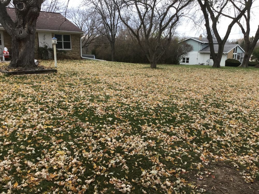 A lawn with a lot of leaves on it and a house in the background