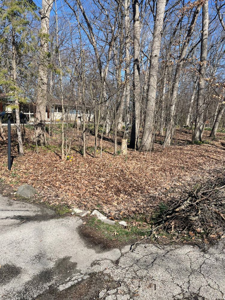 There is a lot of leaves on the ground in the woods