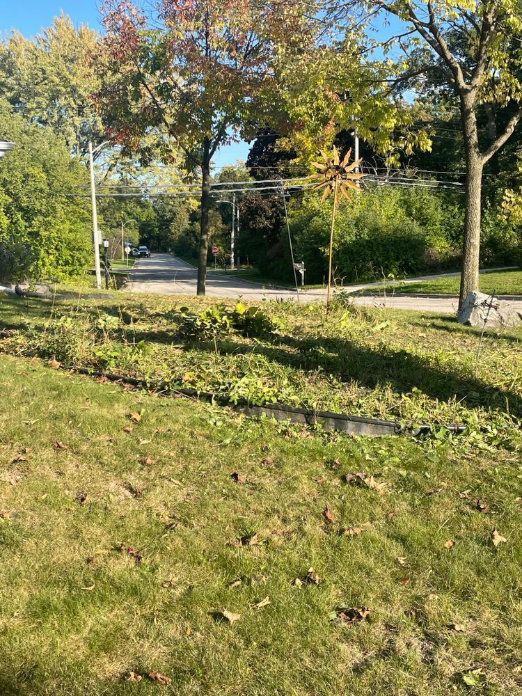A lawn with trees and a road in the background