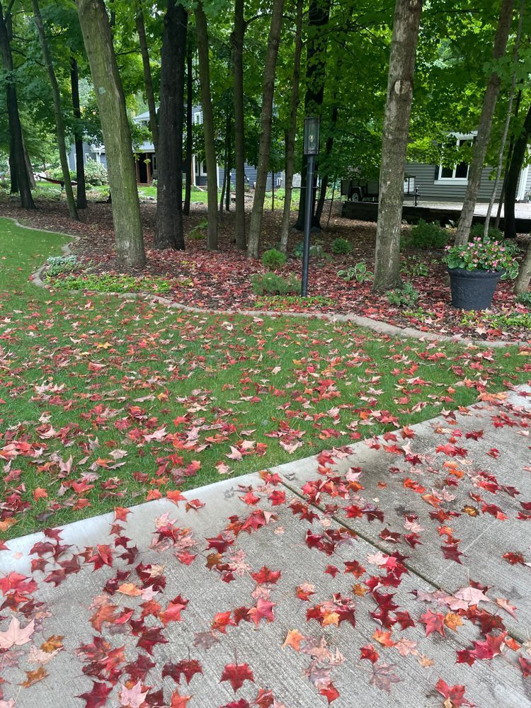 A lot of leaves are on the ground in a park