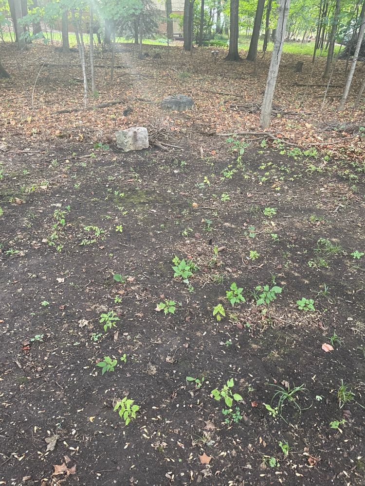 A lot of small plants are growing out of the ground in the woods
