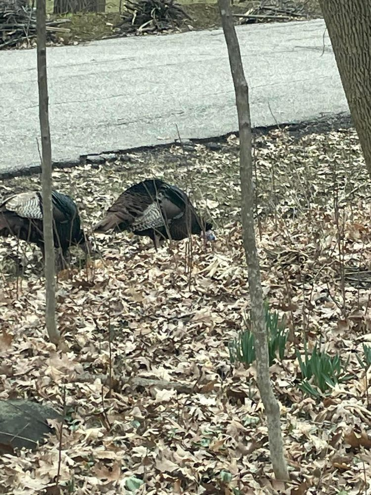 A couple of turkeys standing on top of a pile of leaves next to a road