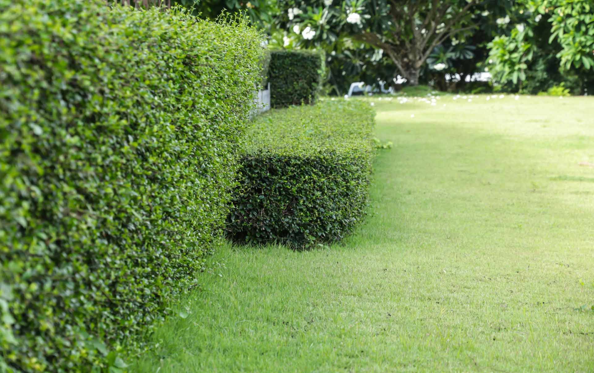 A lush green hedge surrounds a lush green lawn in a garden