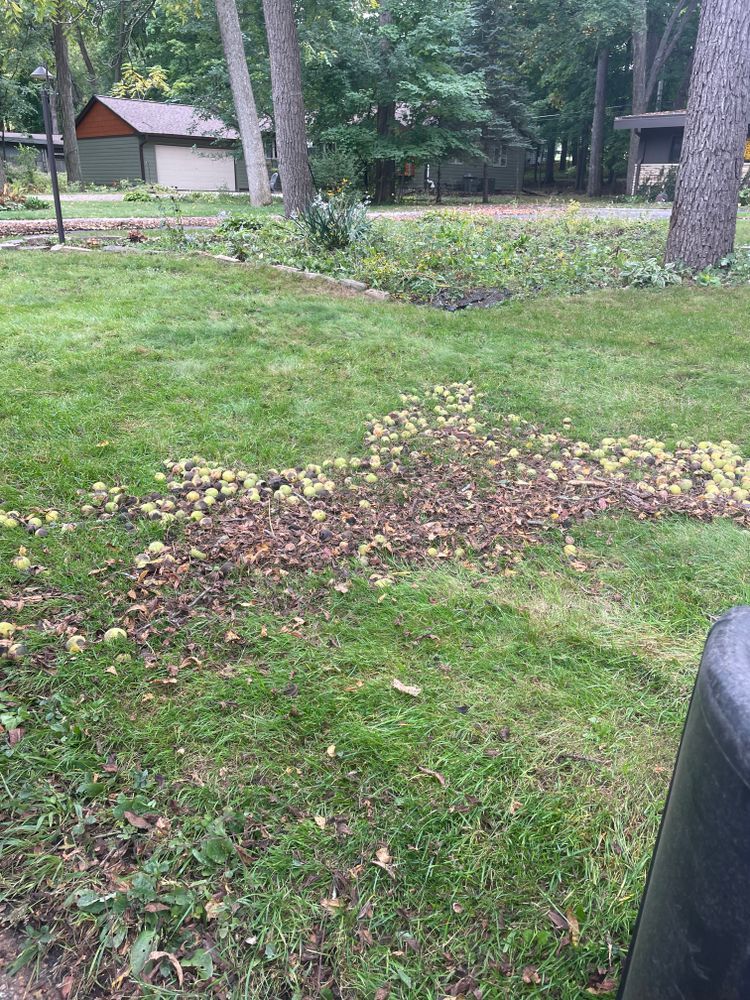 A lush green lawn with a lot of leaves on it