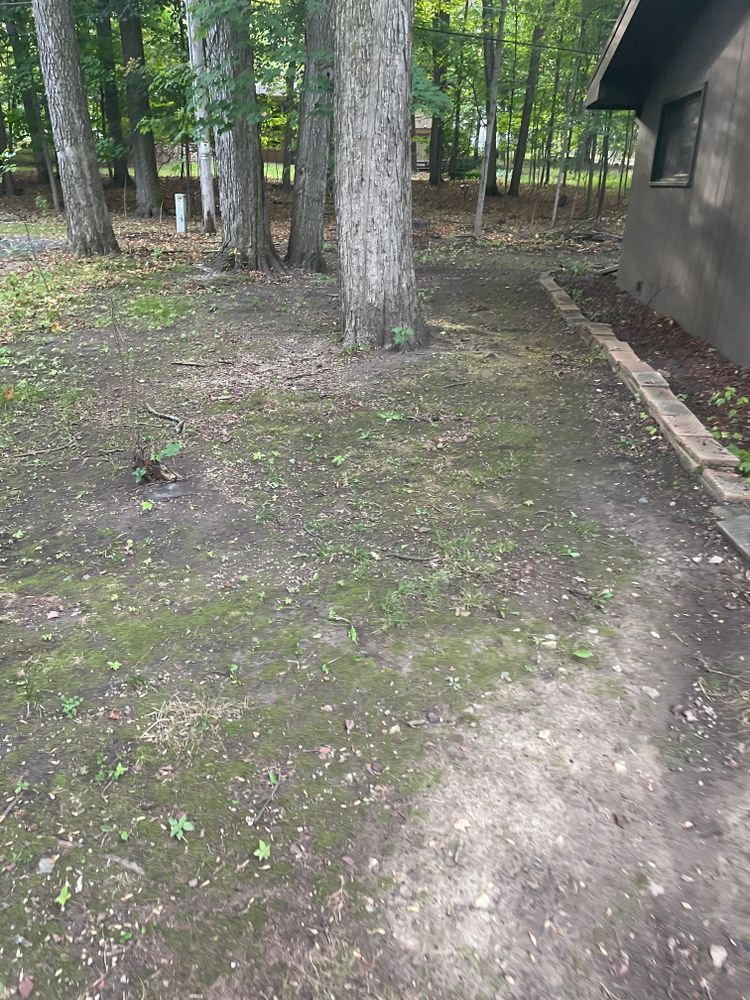 A dirt path leading to a house in the woods