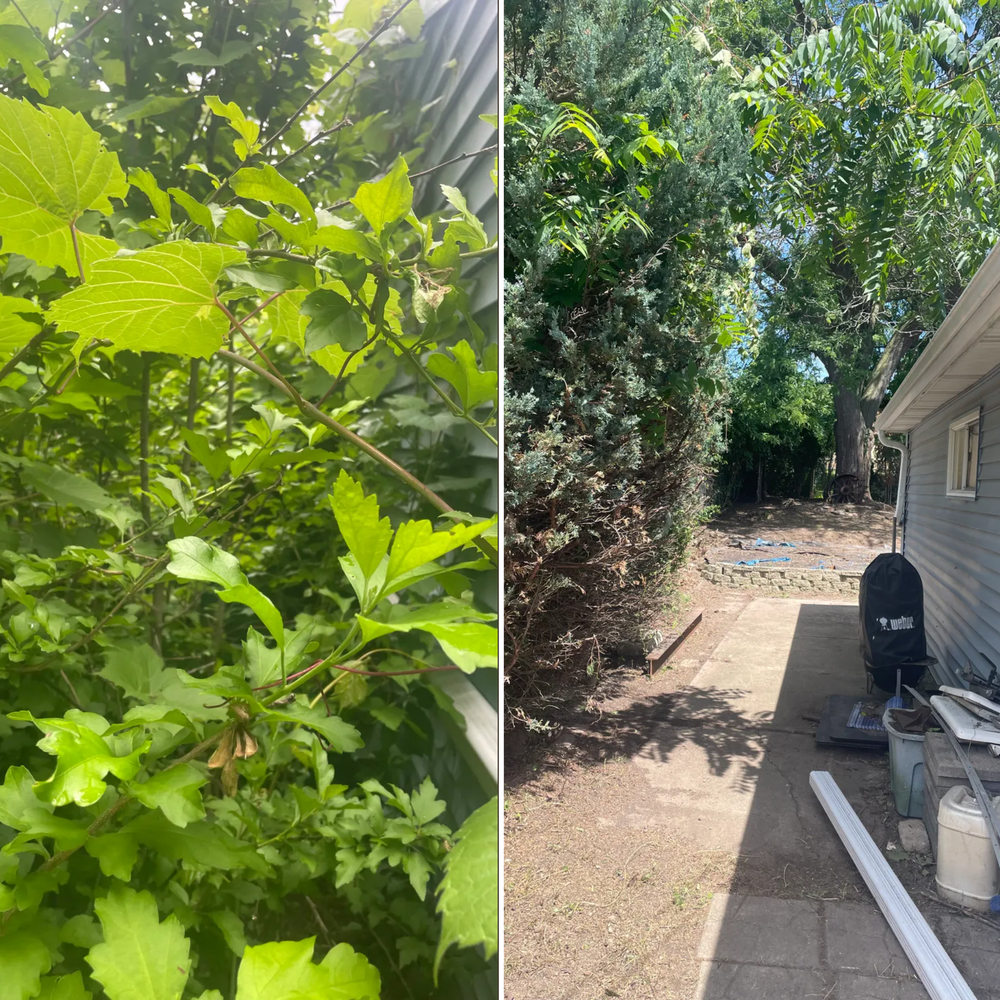 A before and after picture of a backyard with trees and bushes
