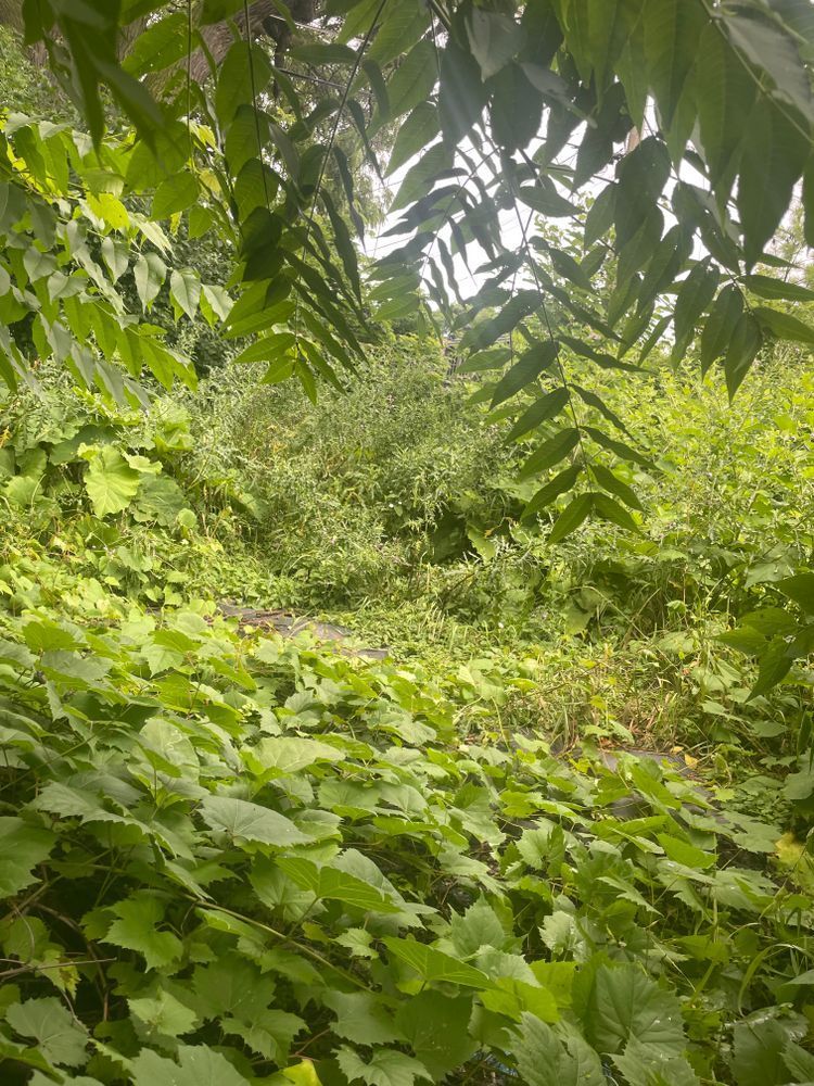 A lush green forest with lots of plants and trees