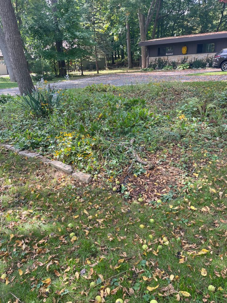 A lawn with a lot of leaves on it and a house in the background