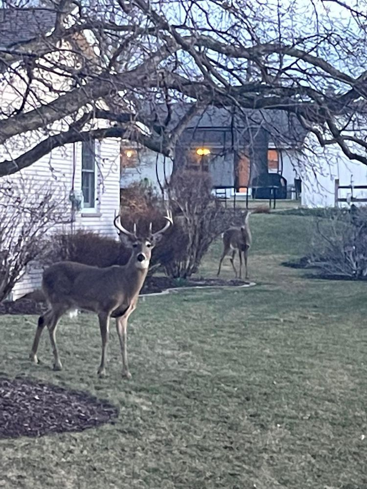 A couple of deer standing in front of a house