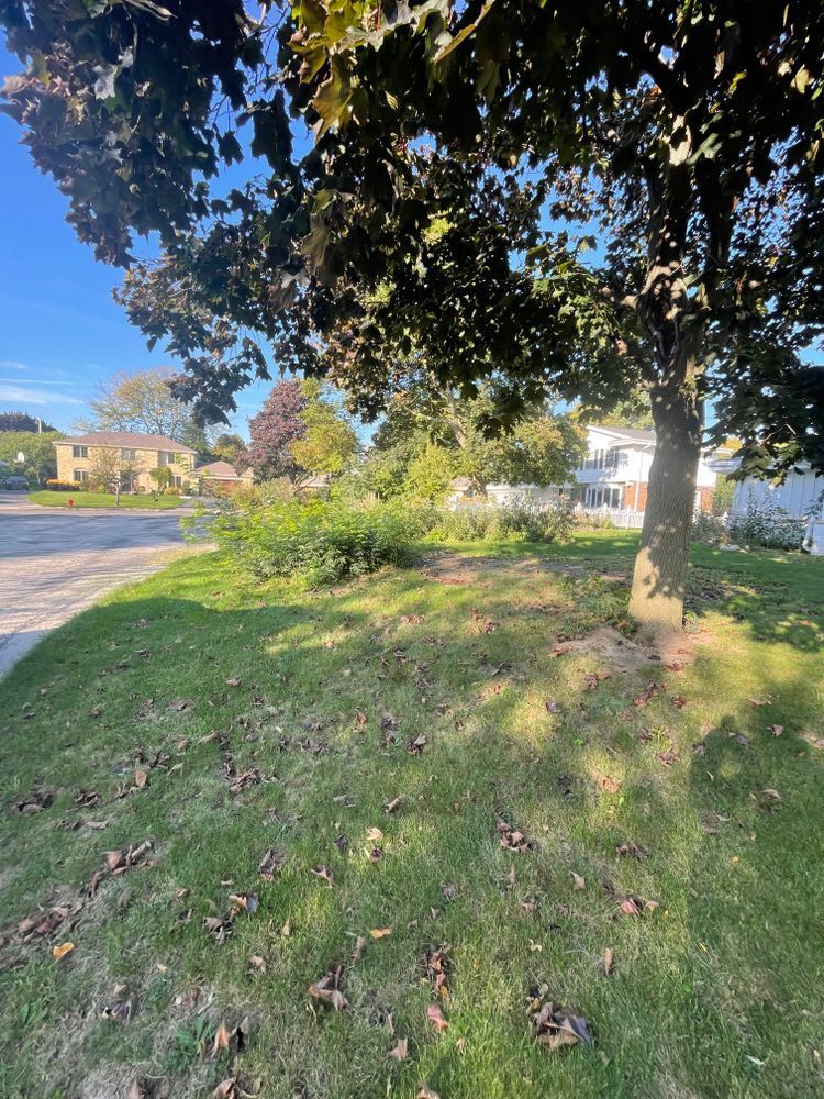 A tree is sitting in the middle of a lush green field