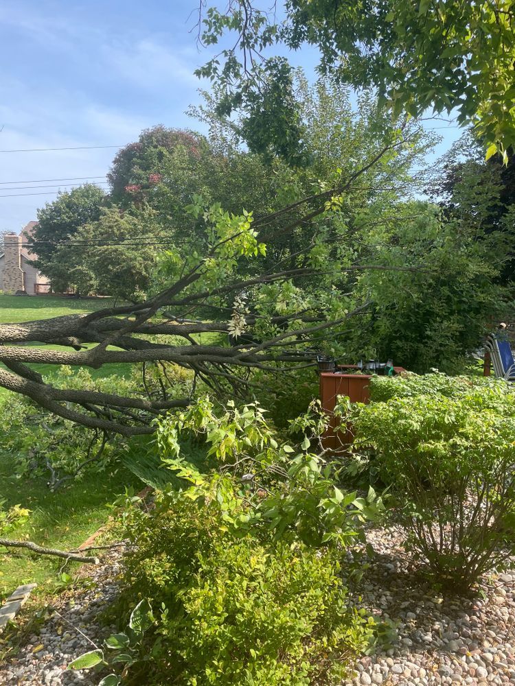 A tree that has fallen in the middle of a yard