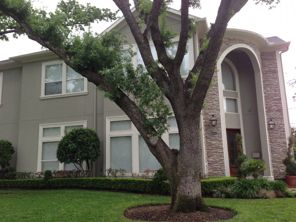 Exterior — Big Tree Near The House in Stafford, TX