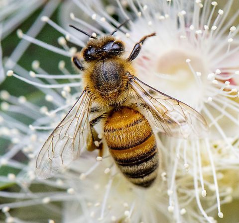 A close up of a honey bee on a flower