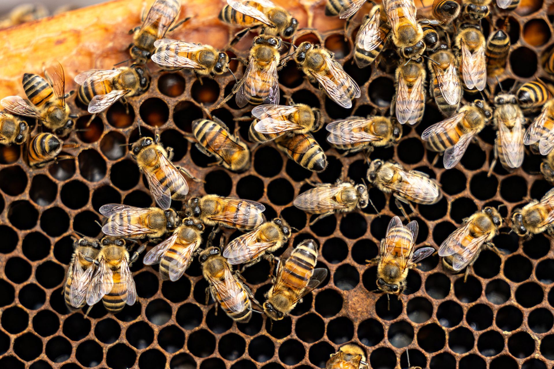 A close up of a group of honey bees on a honeycomb.