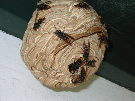 A close up of a wasp nest on a wall