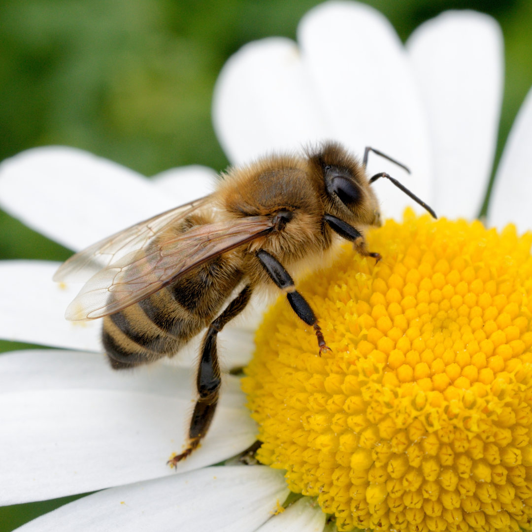 A bee is sitting on a white flower with a yellow center