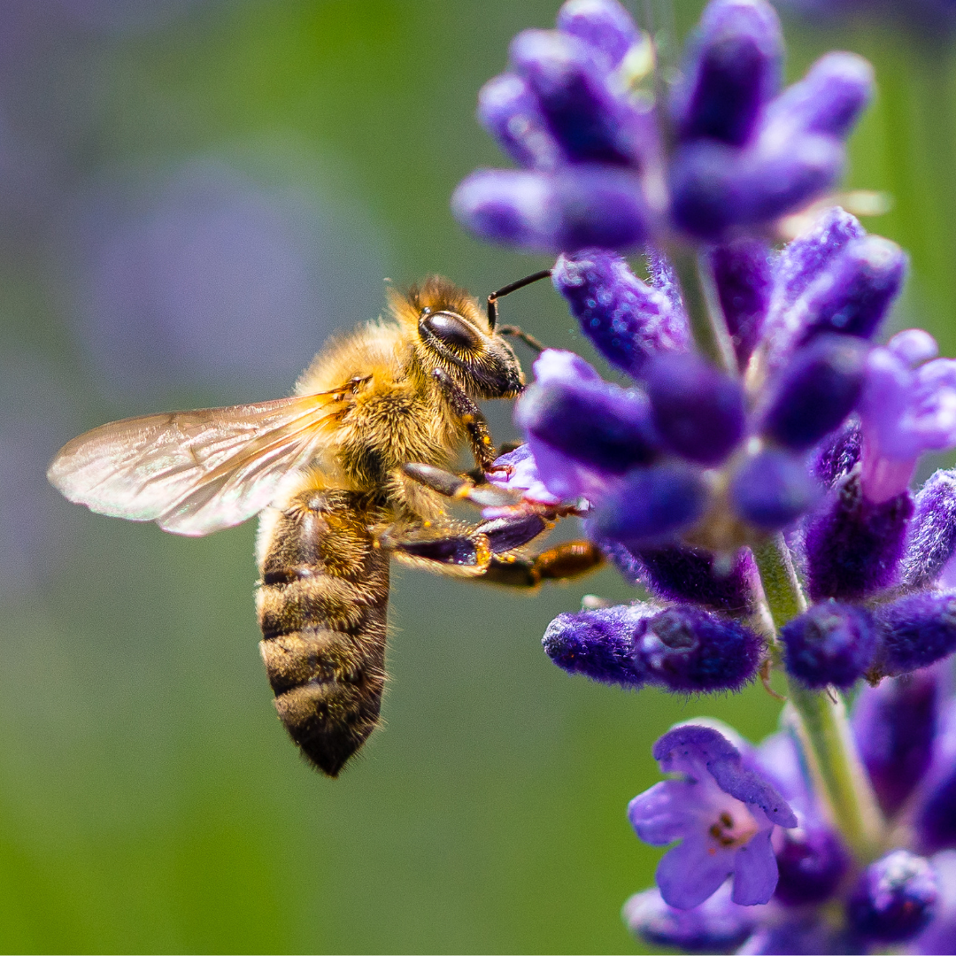 A bee is sitting on a purple flower.