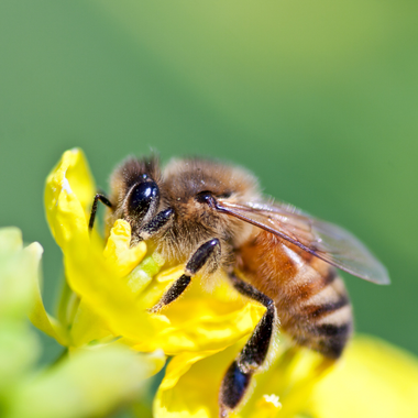 A close up of a bee on a yellow flower.