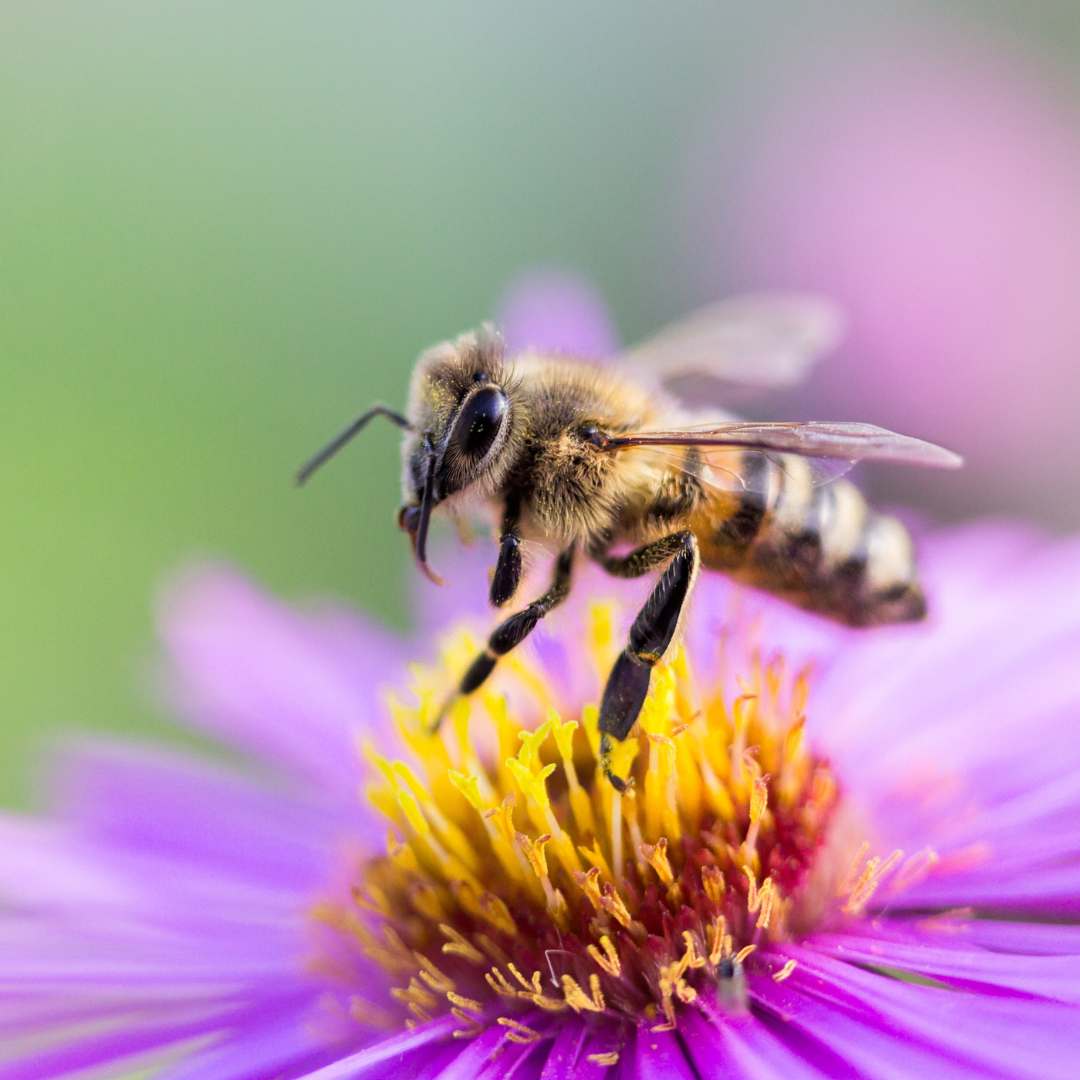 A bee is sitting on top of a purple flower.