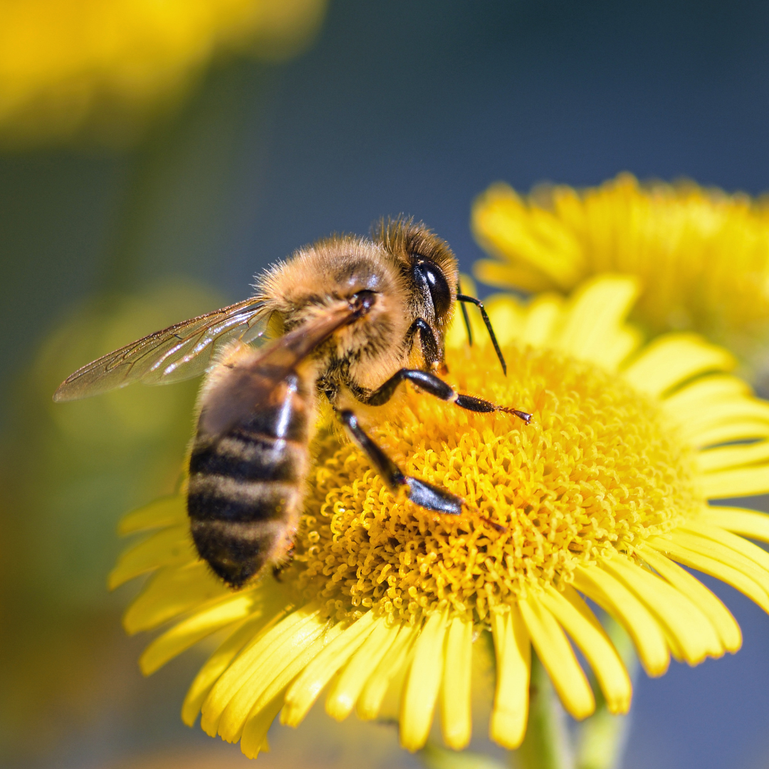 A bee is sitting on top of a yellow flower.