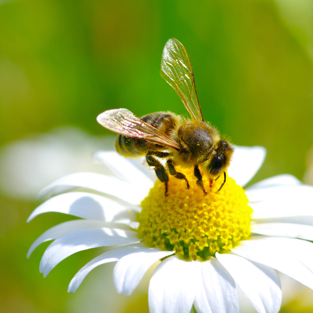 A bee is sitting on a white flower with a yellow center