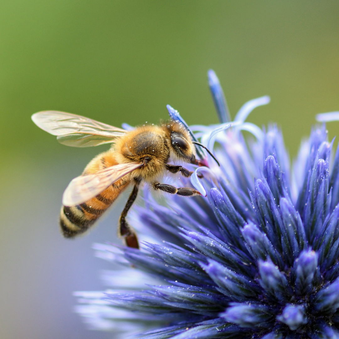 A close up of a bee sitting on top of a purple flower.