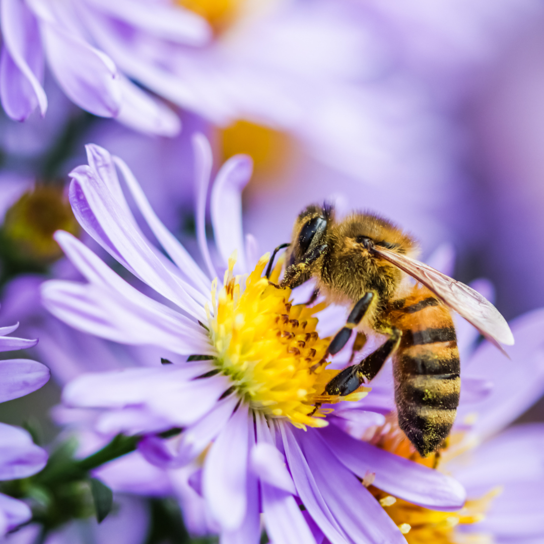 A close up of a bee on a purple flower