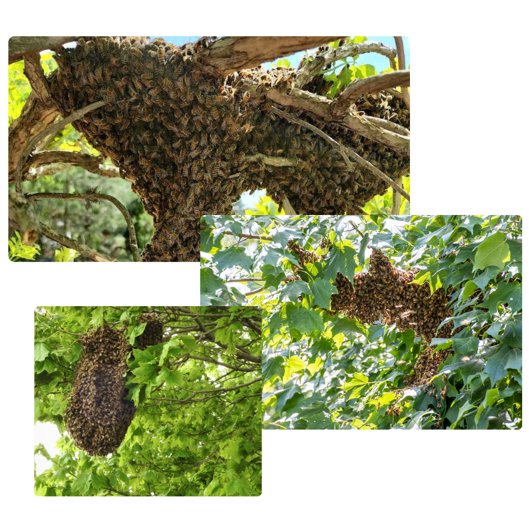 A collage of three pictures of a bee swarms on a tree.