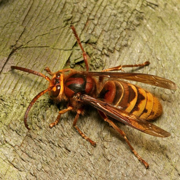 A wasp is sitting on a piece of wood.