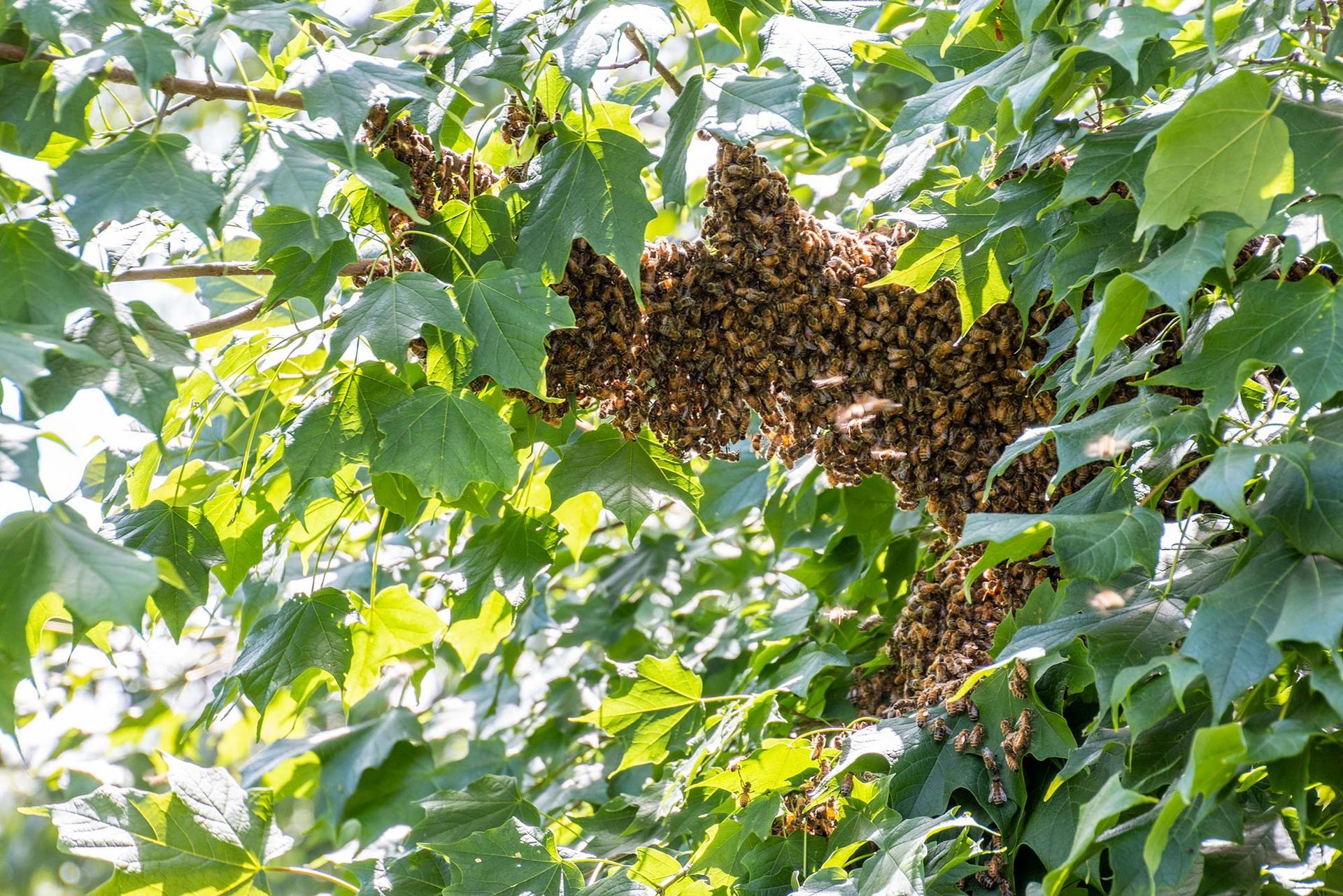 A large bee swarm is hanging from a tree branch.