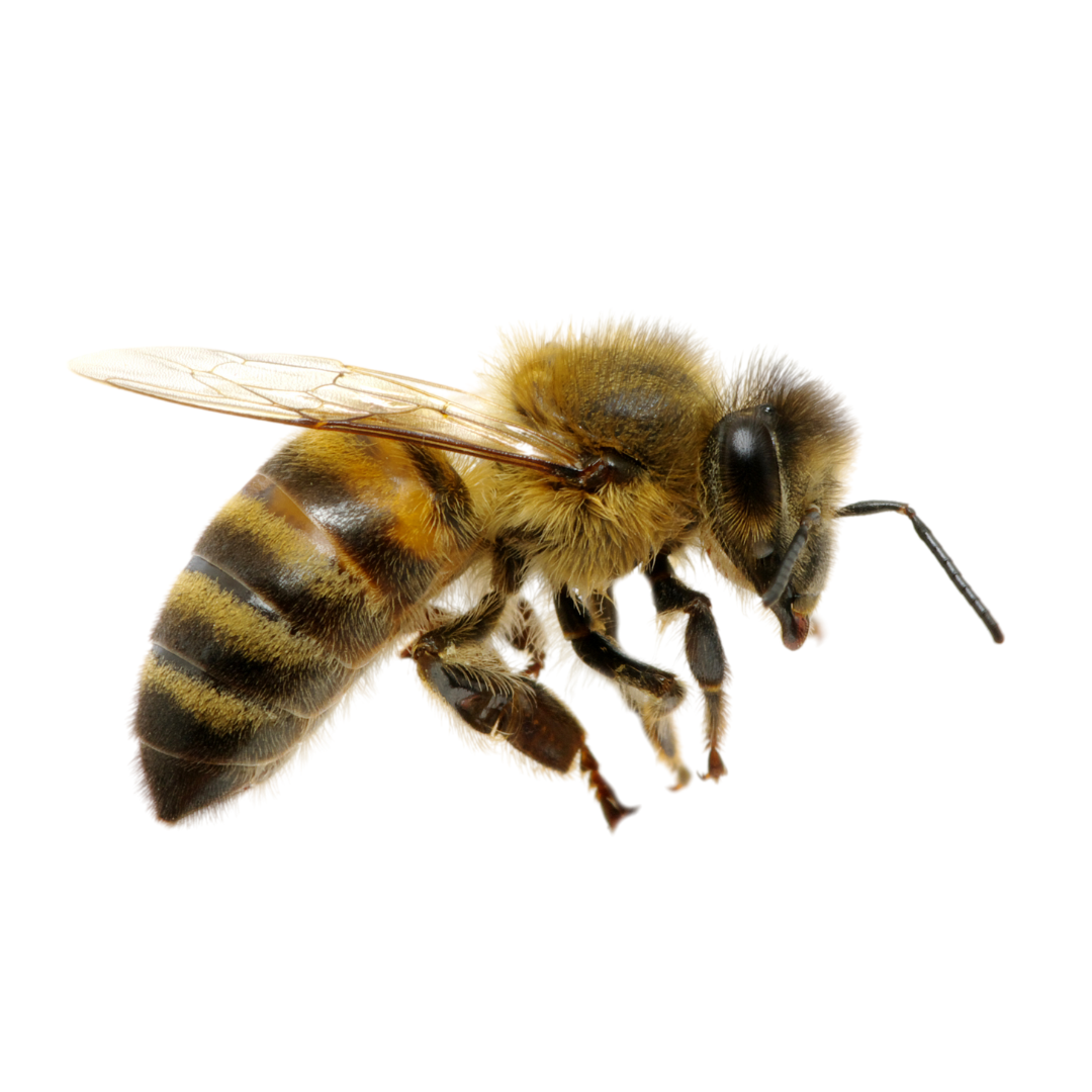 A close up of a honey bee 