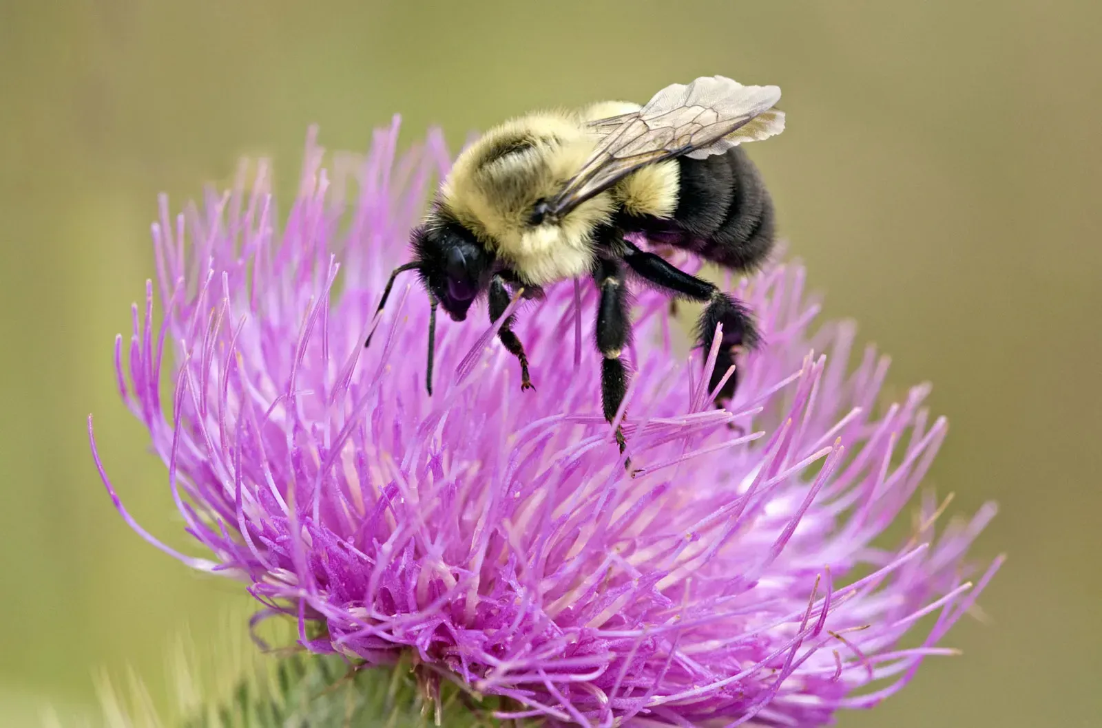 A bumble bee is sitting on top of a purple flower.