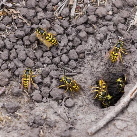 A group of yellowjackets are gathered around a hole in the ground.