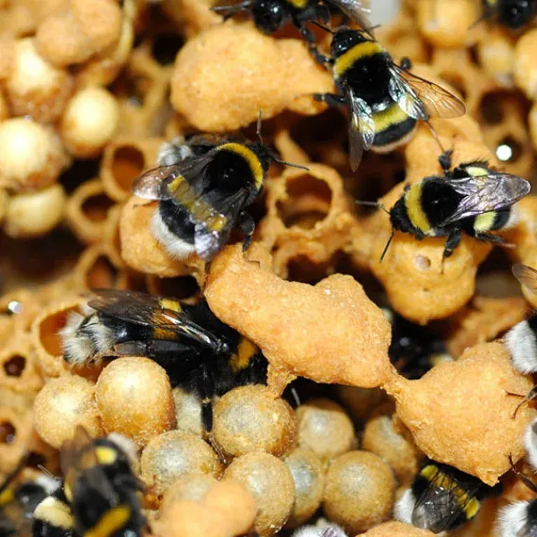 A bunch of bumble bees are sitting on a pile of eggs