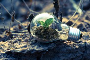 Une ampoule contenant de la terre et une petite plante, posée sur une surface rocheuse.