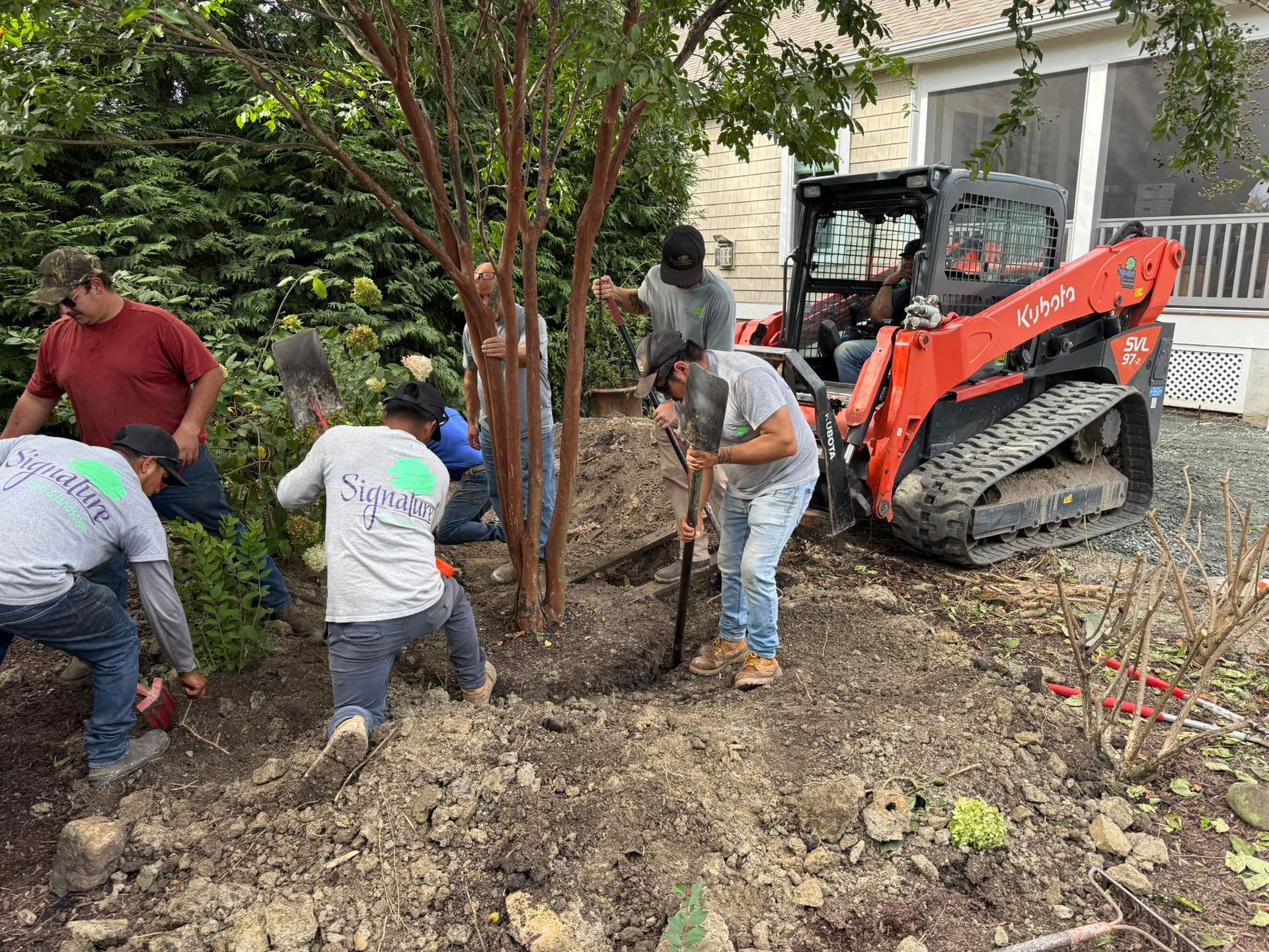 Workers planting a tree beside an orange skid-steer in a muddy yard