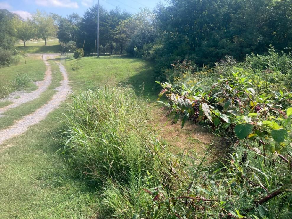 Gravel path curves through green grassy field, leading towards trees. Dense foliage grows along the right side.