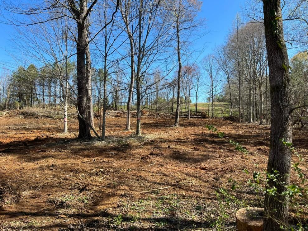 Cleared land with trees. Brown soil, sparse trees, and a blue sky.