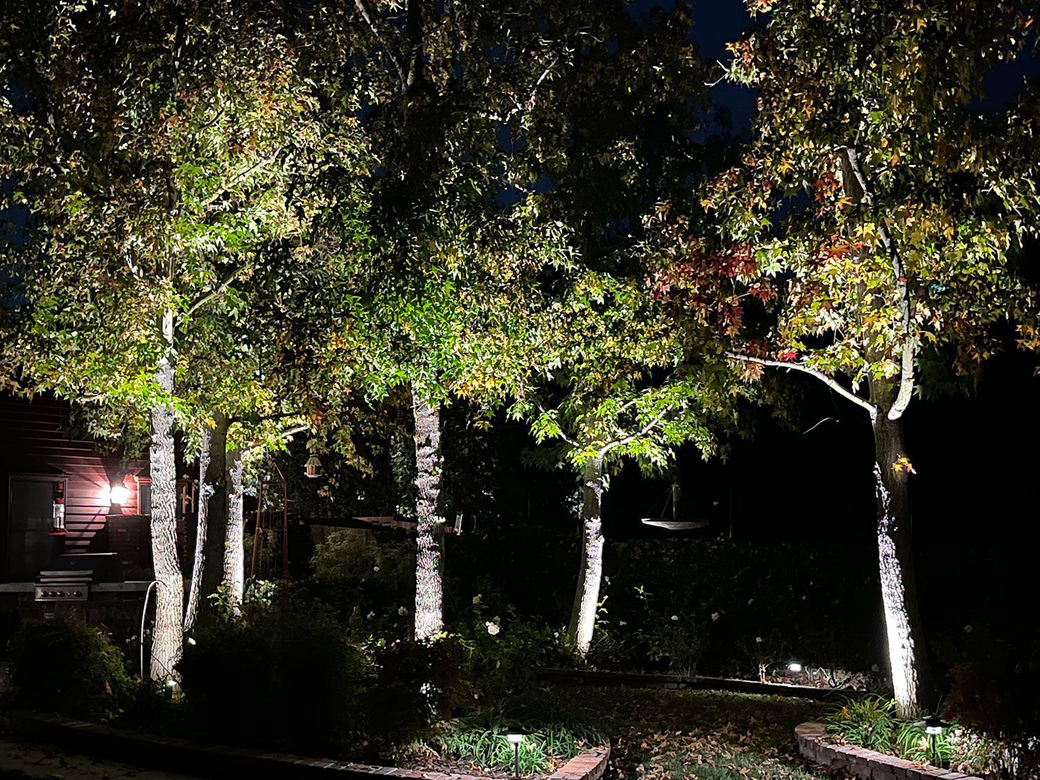 Night scene: Trees illuminated by spotlights, showcasing green leaves and white bark.