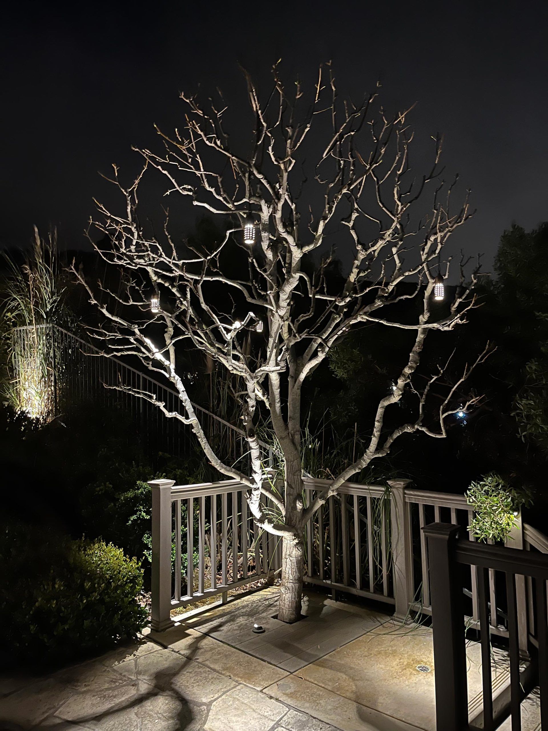 A bare tree illuminated with lights stands on a wooden deck at night.