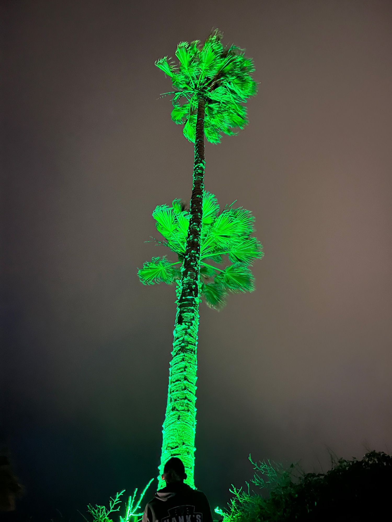 Tall palm tree illuminated in green at night, with a person silhouetted below.
