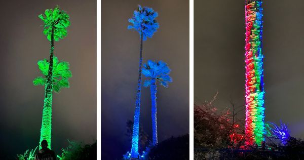 Palm trees illuminated in green, blue, and rainbow colors against a dark, overcast sky.