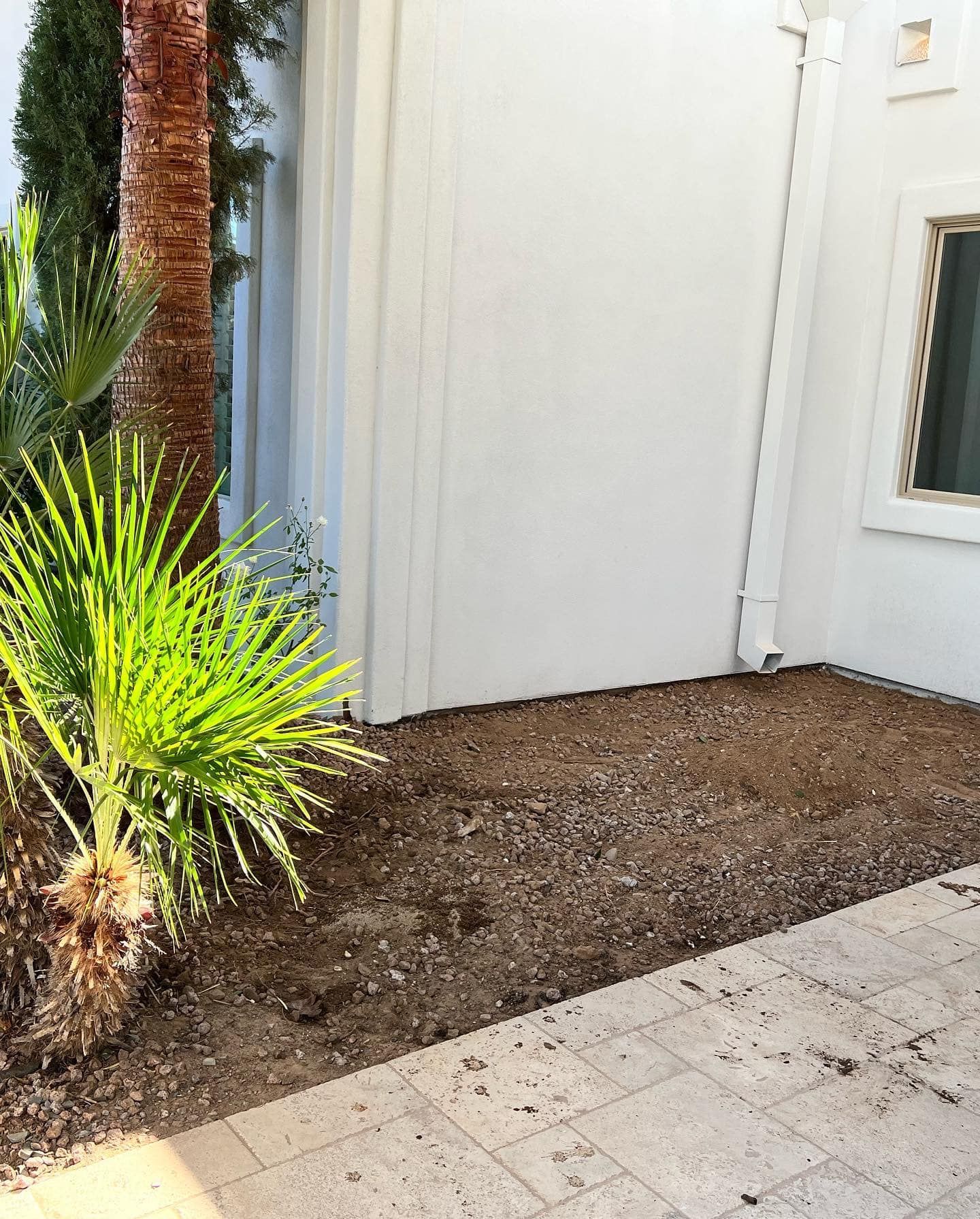 A small palm tree sits next to a white house wall above a dirt patch, bordering a light-colored stone patio.